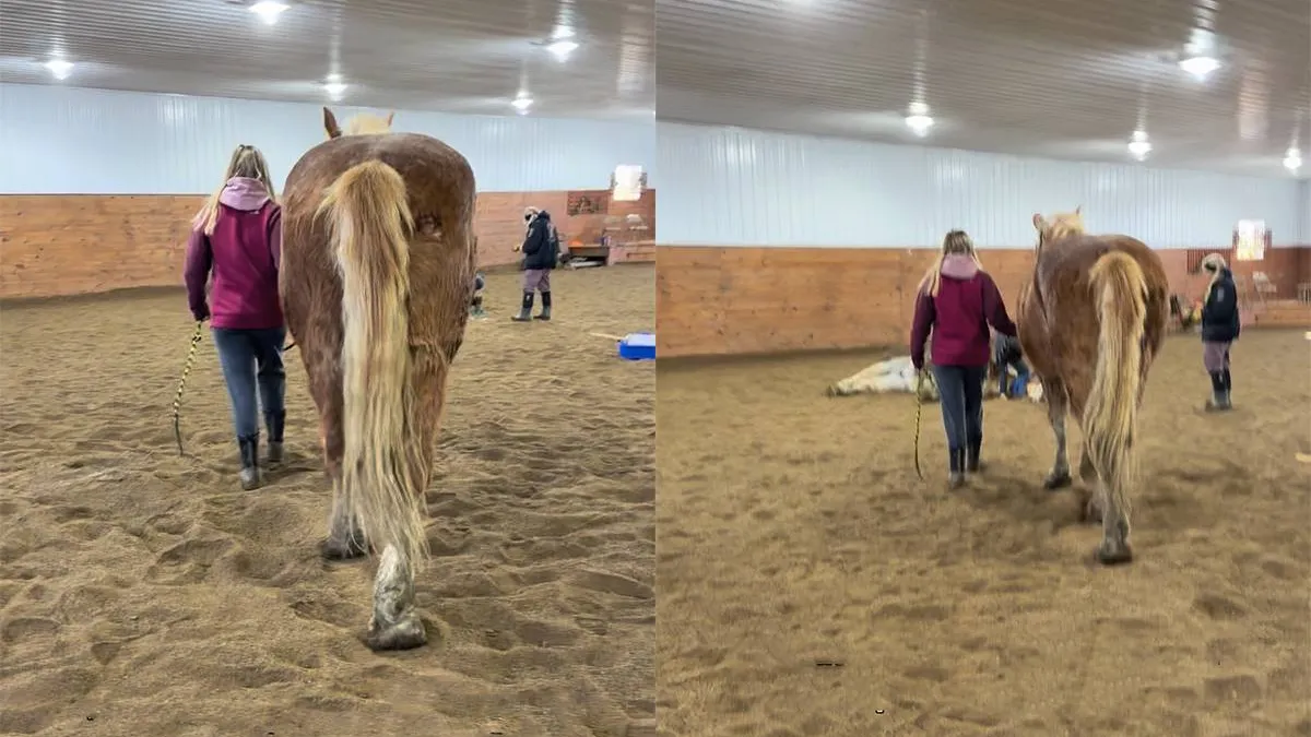 thumb_vk_Paard_mag_rouwen_om_ander_paard