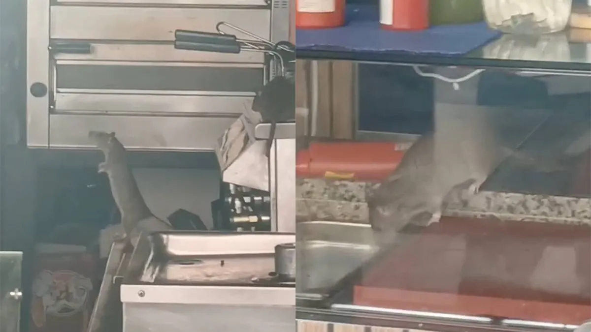 thumb_vk_Update_na_viral_rattenvideo_in_Amsterdam_zaak_per_direct_gesloten_door_NVWA