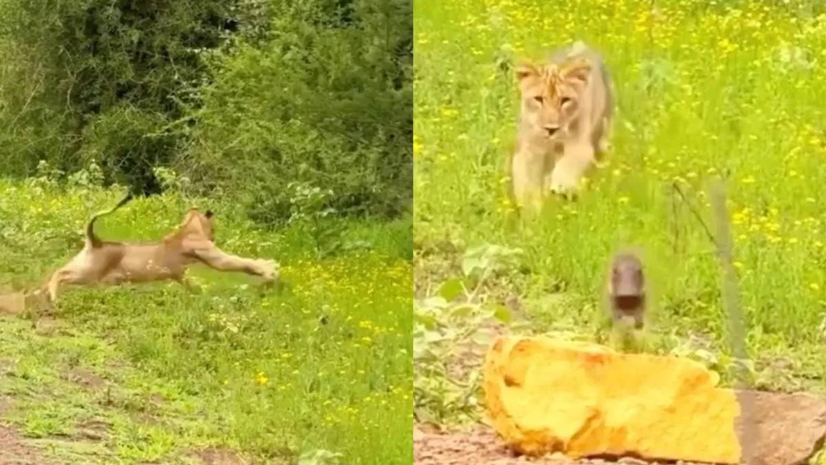 thumb_wrattenzwijn_swa