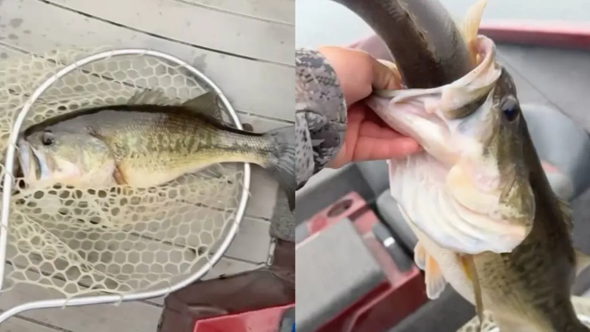 thumb_baars_eet_baars