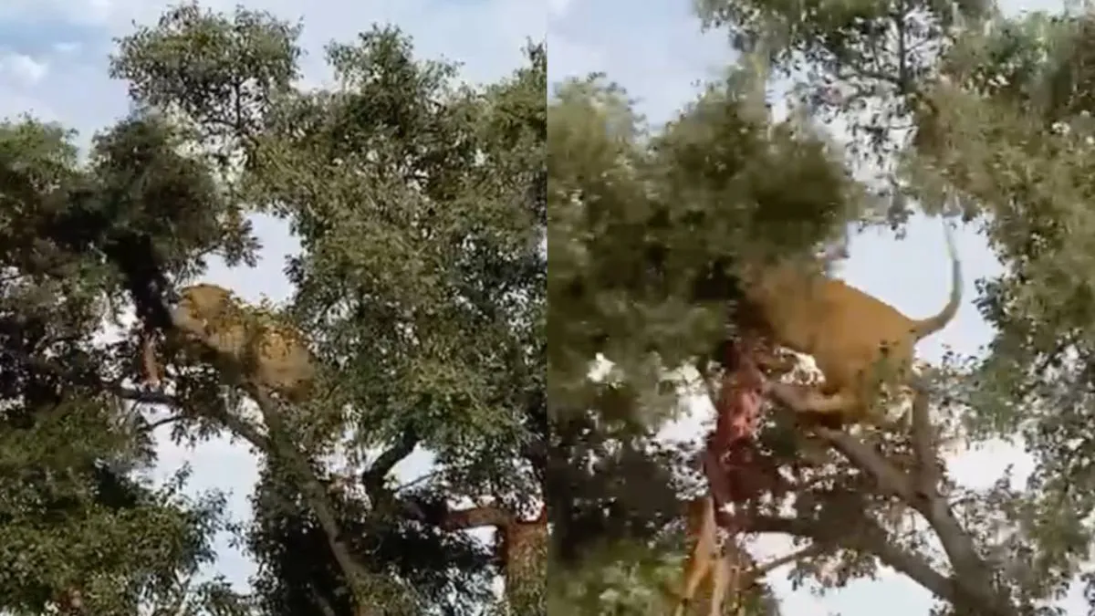 thumb_leeuw_luipaard_prooi