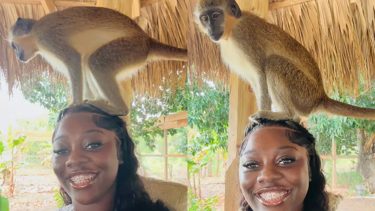 thumb_vk_Aap_op_je_hoofd_lijkt_leuk_tot_dit_gebeurt