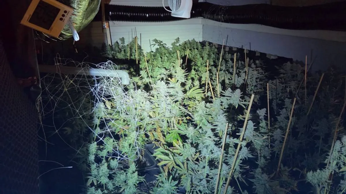 thumb_vk_Agenten_verwachten_pizza_vinden_complete_wietkwekerij_boven_zaak_in_Rotterdam