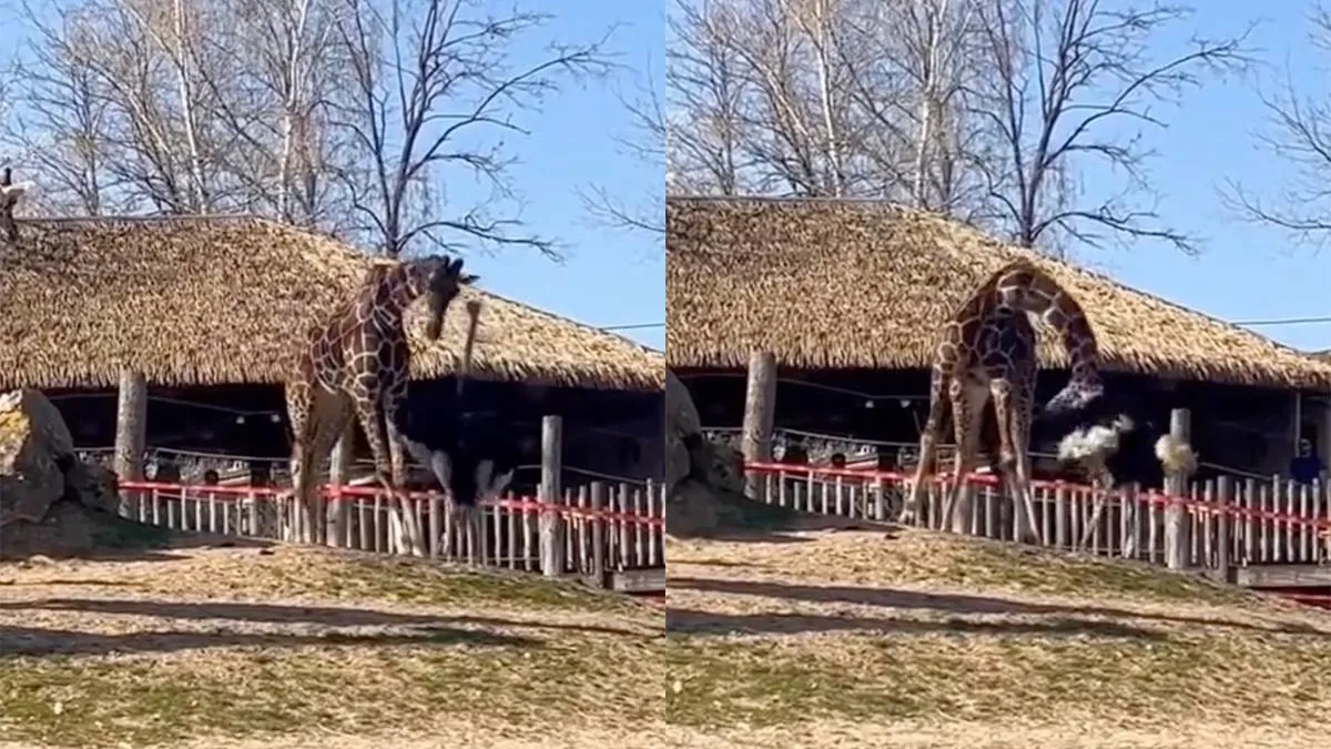 thumb_vk_Daar_zou_Steve_Irwin_blij_van_zijn_geworden_struisvogel_vs_giraffe