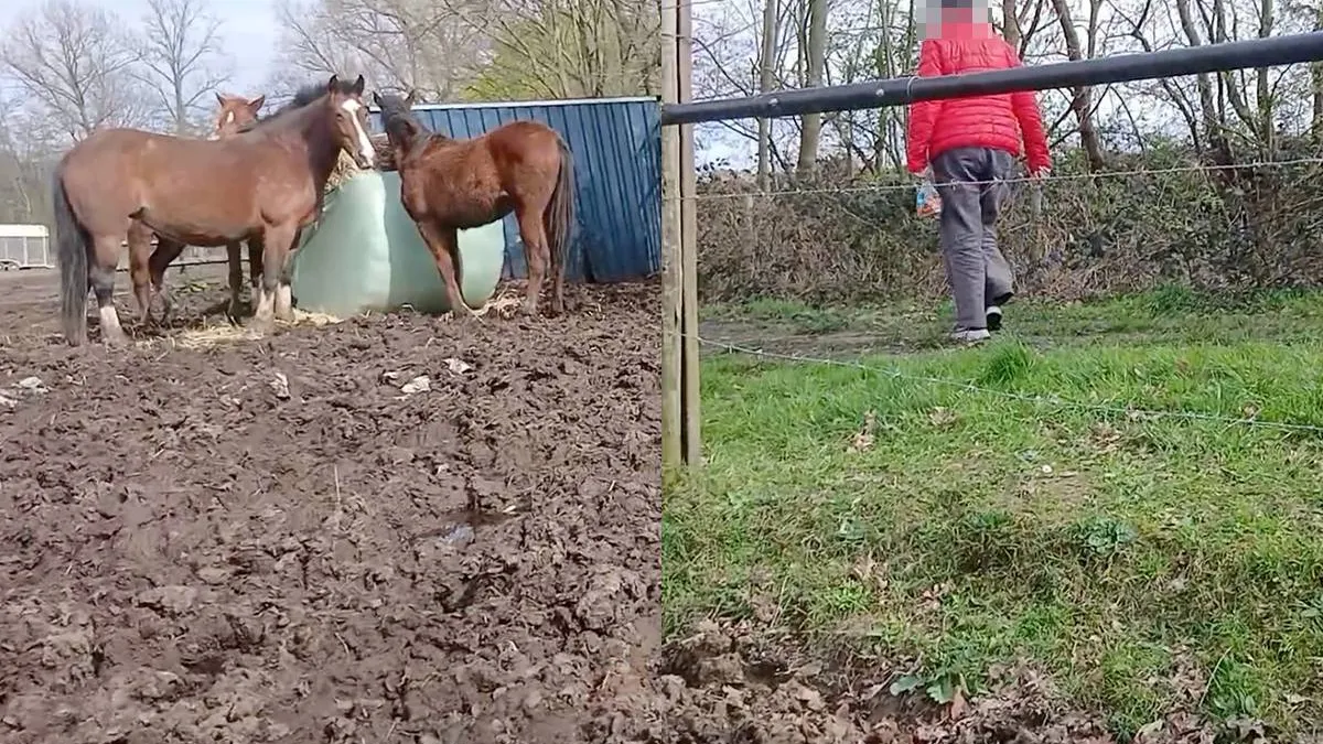 thumb_vk_Hardnekkige_paardenvoerder_wordt_even_terechtgewezen