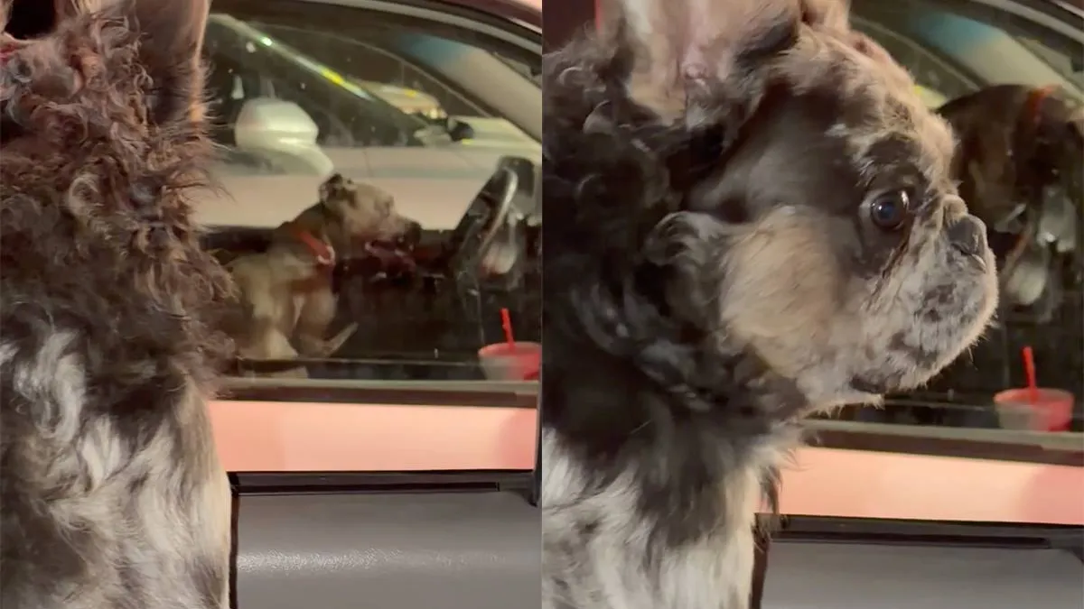 thumb_vk_Hond_heeft_duidelijke_mening_over_andere_hond