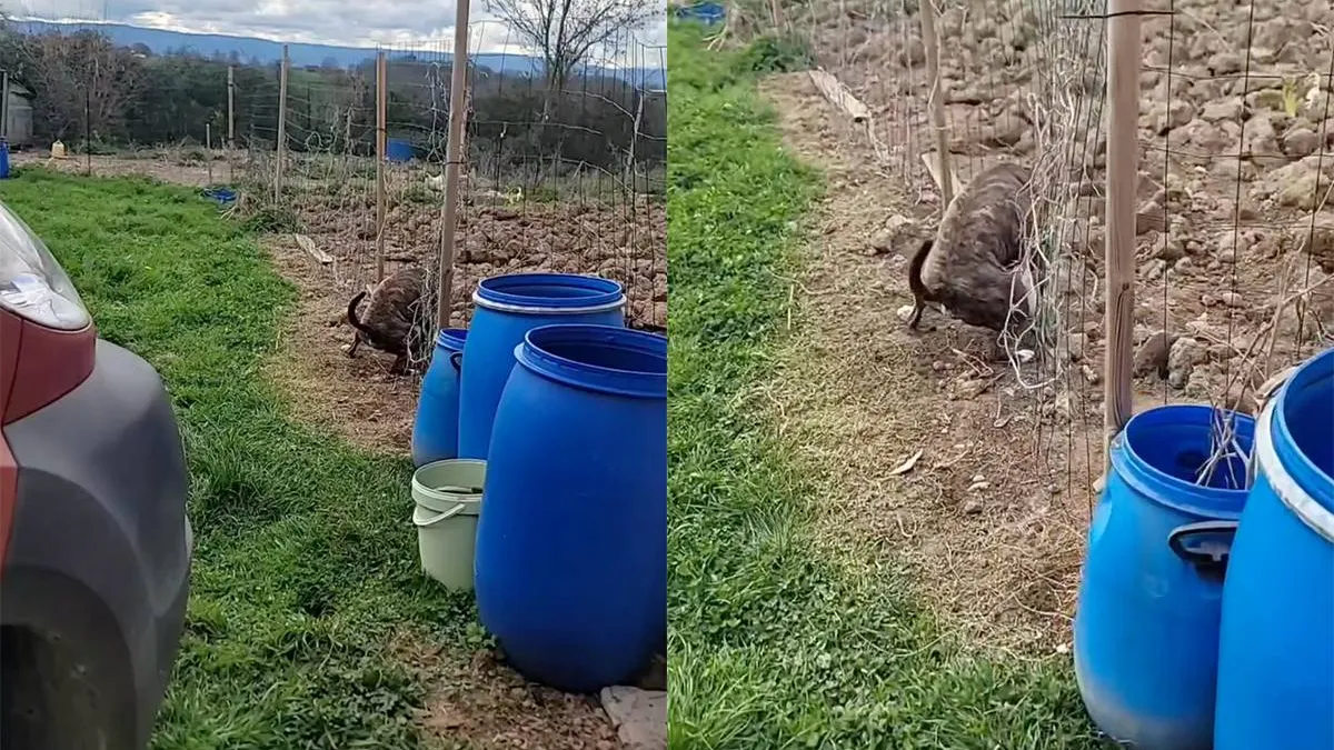 thumb_vk_Hond_regelt_de_paaseieren_wel_even