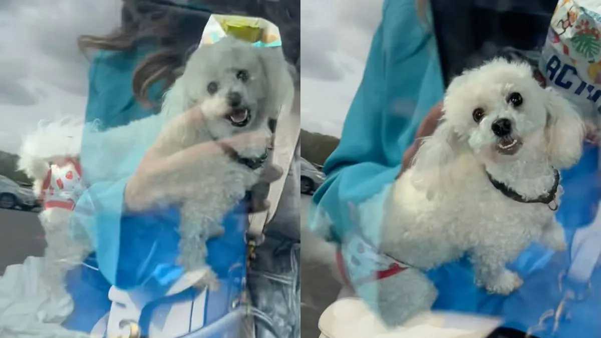 thumb_vk_Je_denkt_Ik_ga_naar_K3_en_krijgt_een_hond_met_een_onderbroek