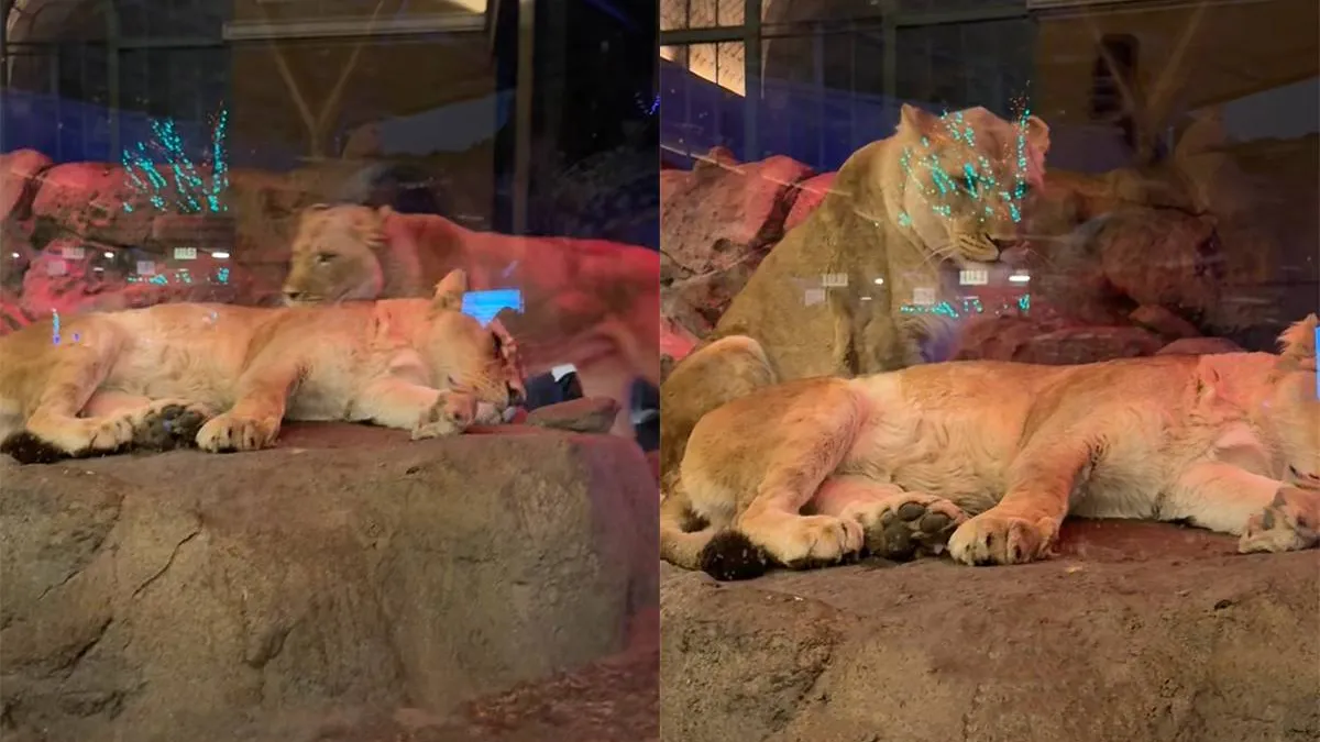 thumb_vk_Leeuwen_liggen_lepeltje_lepeltje_en_gaan_viraal