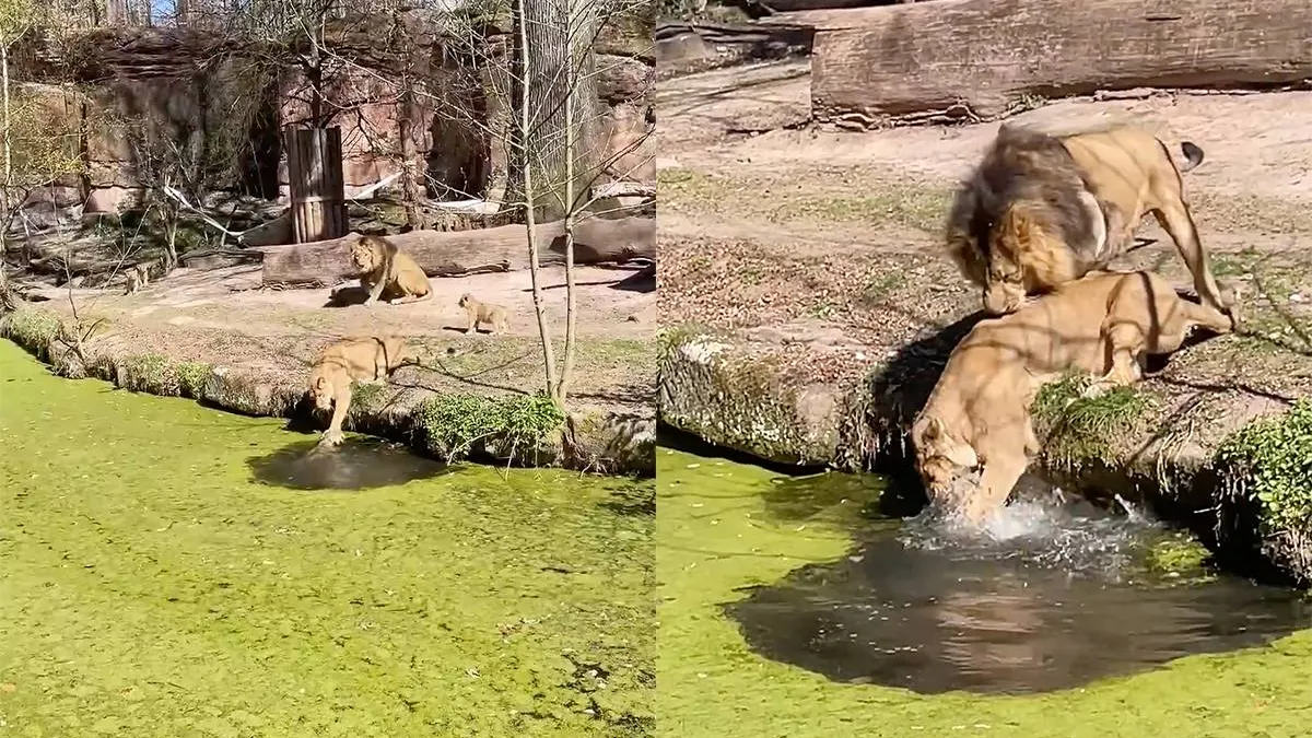 thumb_vk_Met_deze_leeuwin_moet_je_gewoon_niet_sollen