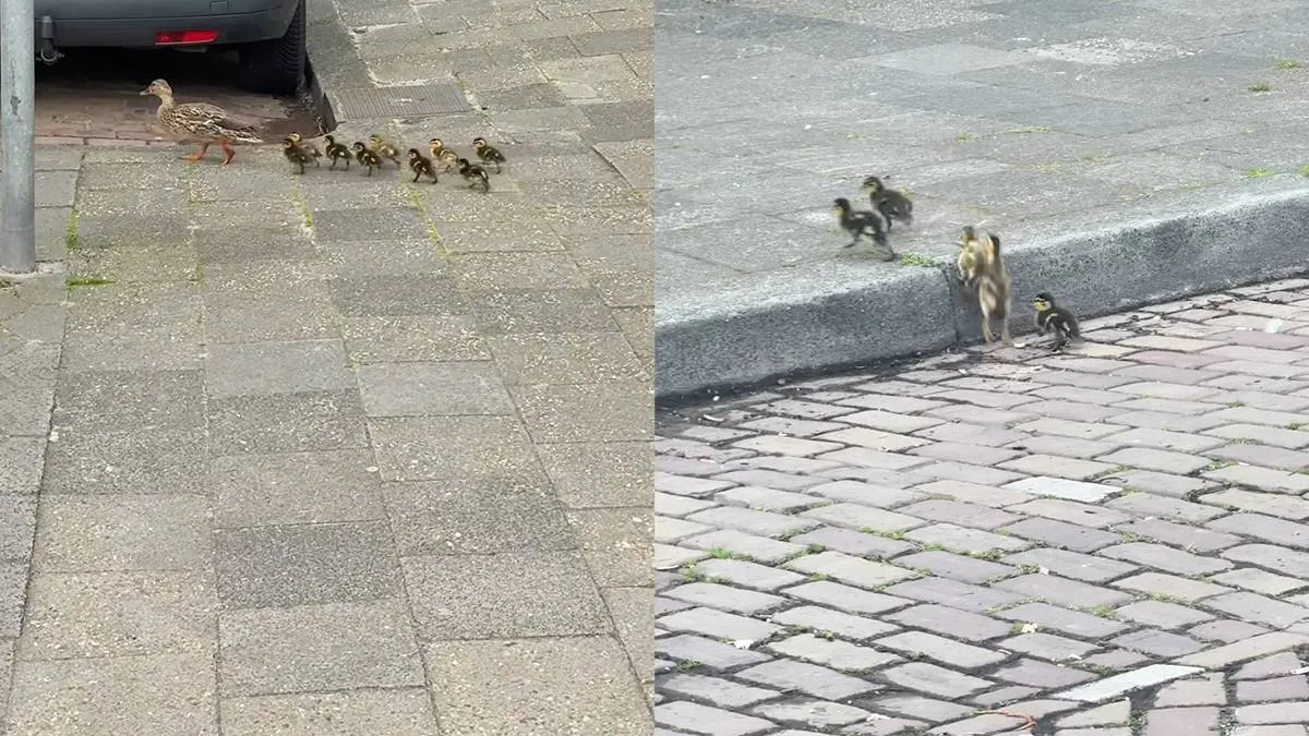 thumb_vk_Niet_elke_video_eindigt_zoals_je_hoopt