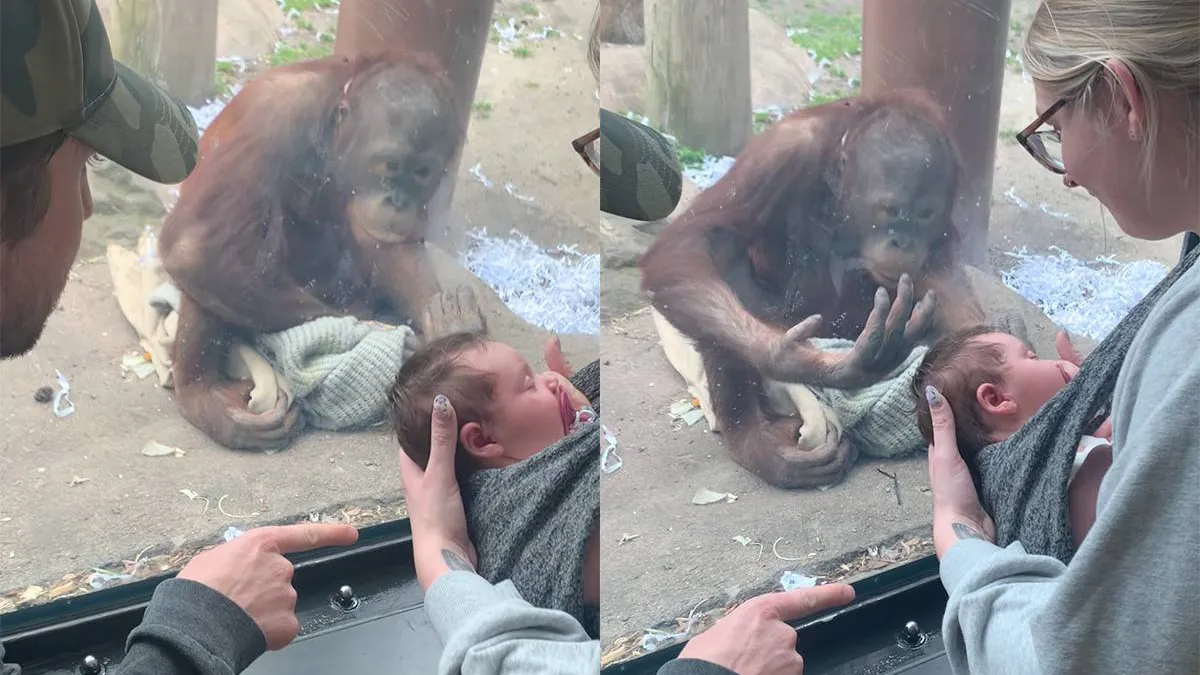 thumb_vk_Orang_oetan_Jeffrey_is_gewoon_blij_om_een_baby_te_zien