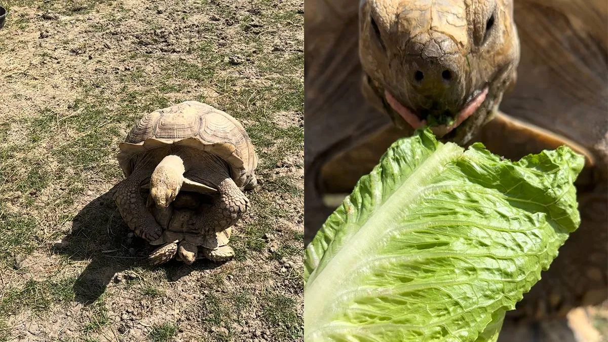 thumb_vk_Schildpadden_hebben_ook_honger_tijdens_de_daad