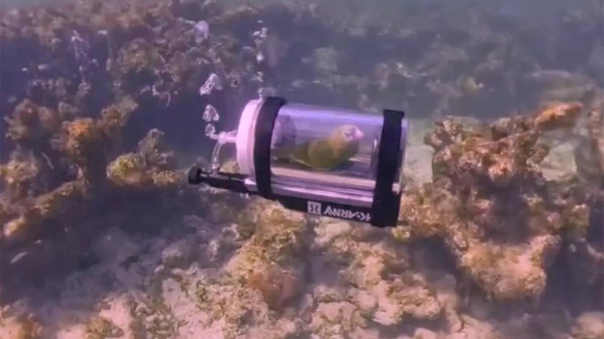 thumb_vk_Snorkelende_papegaai_Bebe_gaat_viraal