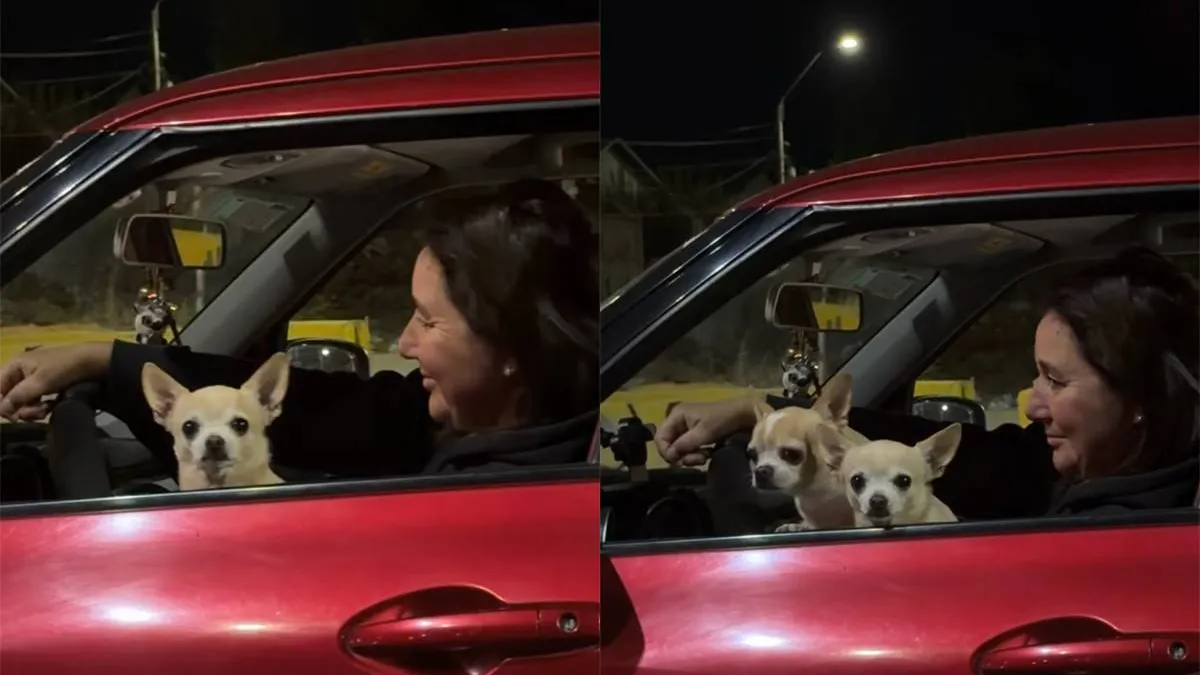 thumb_vk_Vijf_chihuahuas_veroveren_de_wereld