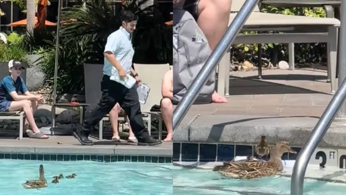 thumb_pool_ducks_hero
