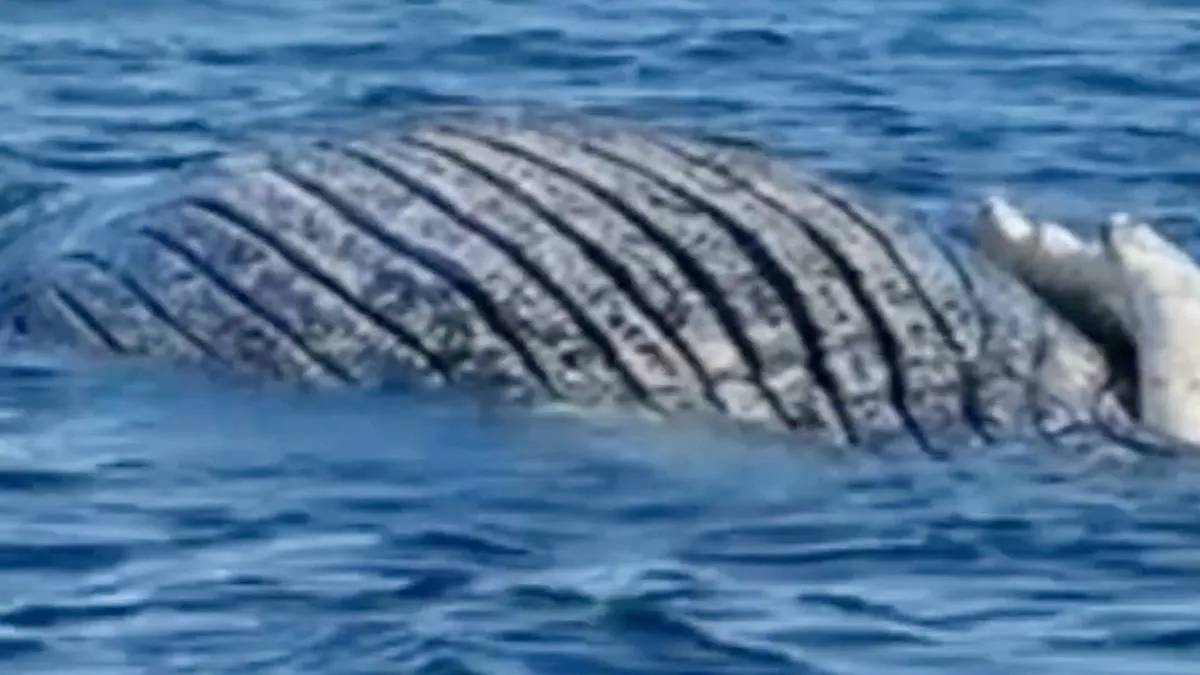 thumb_vk_Bultrug_Timmy_mogelijk_overleden_wereldberoemde_walvis_aangespoeld_bij_Deens_eiland