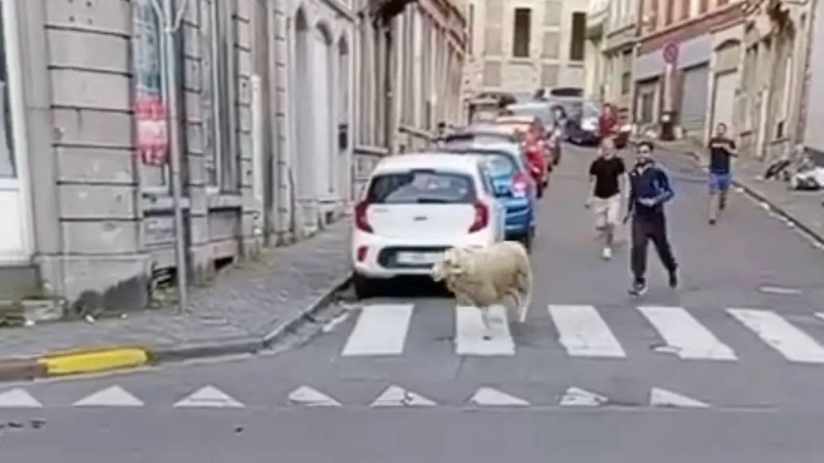 thumb_vk_Schaap_in_Belgische_Verviers_wil_niet_op_menu_staat_tijdens_Offerfeest