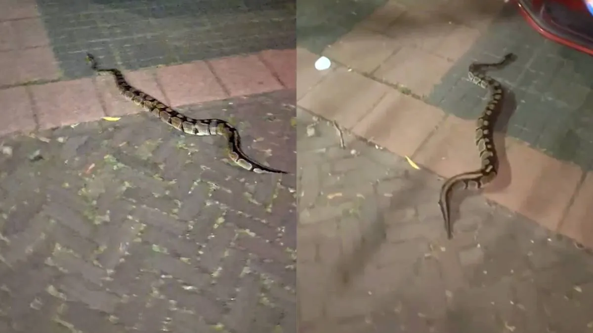thumb_vk_slang_alphen_aan_den_rijn_python