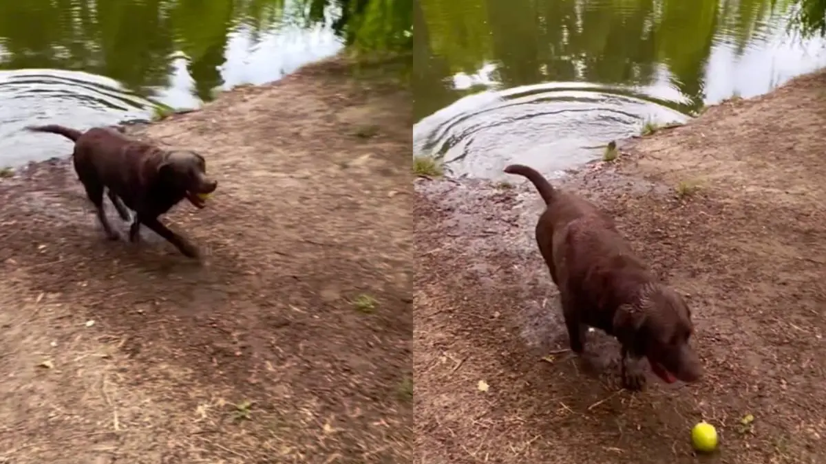 thumb_hond_balletje