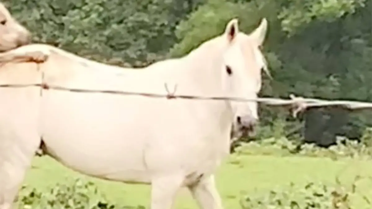 thumb_vk_paard_hogerop