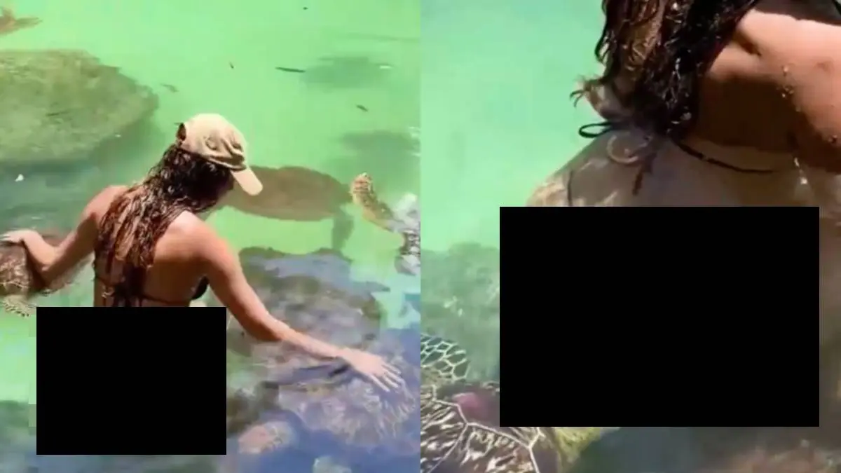 thumb-hap-turtle-blurretje_vlakje
