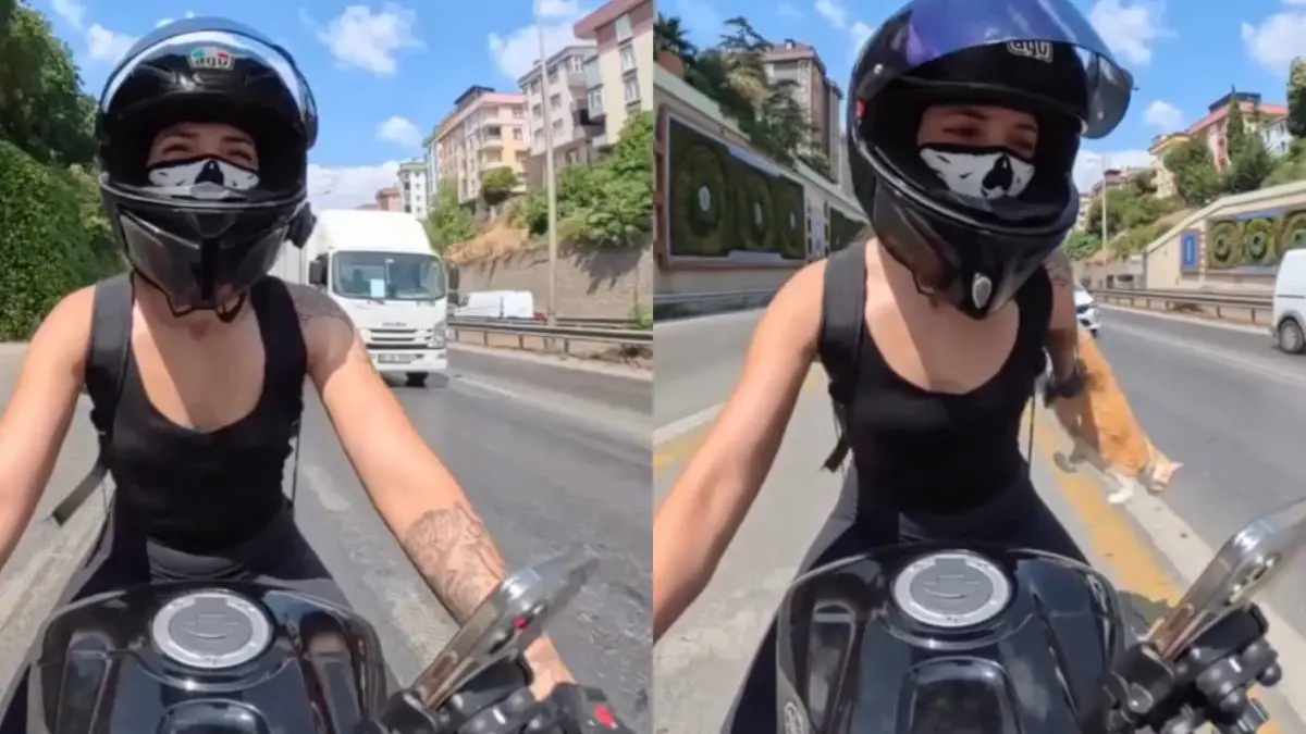 thumb_turkse_kat_op_snelweg