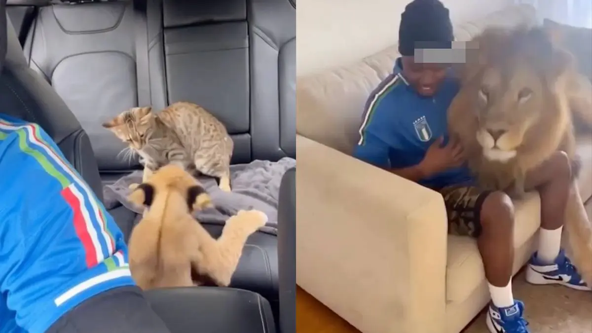 thumb_vk_leeuw_poes_in_huis
