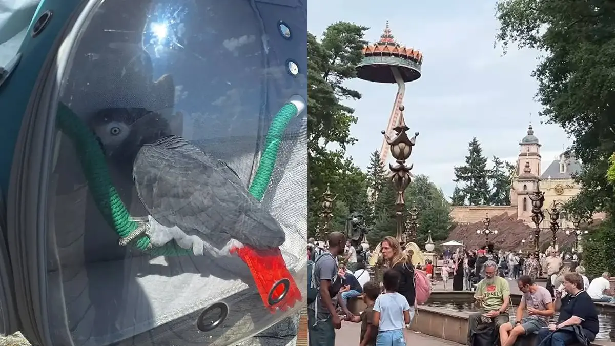 thumb_vk_papegaai_efteling