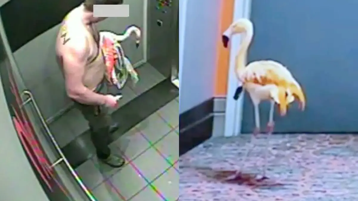 thumb_vk_flamingo_mee_naar_hotelkamer