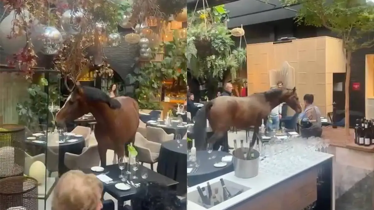 thumb_vk_paard_in_hotel