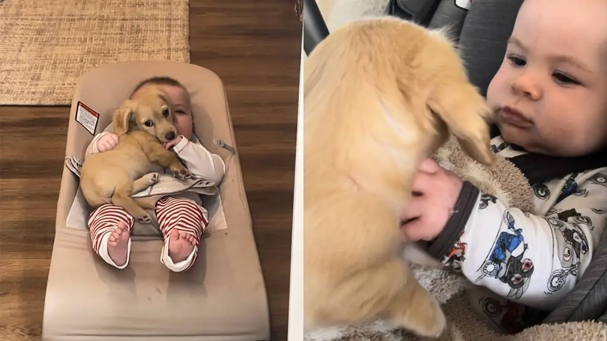 thumb_vk_schattige_hond