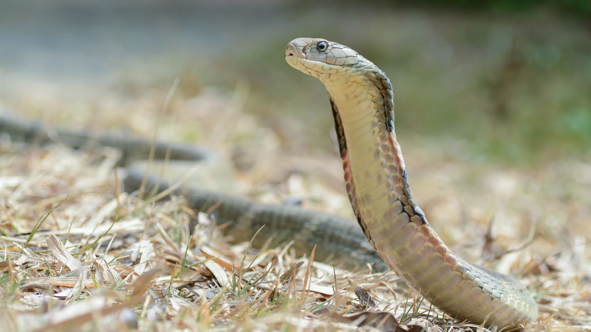 Onderzoek Freek Vonk Cobra plant zich voort zonder seks In de Spiegel