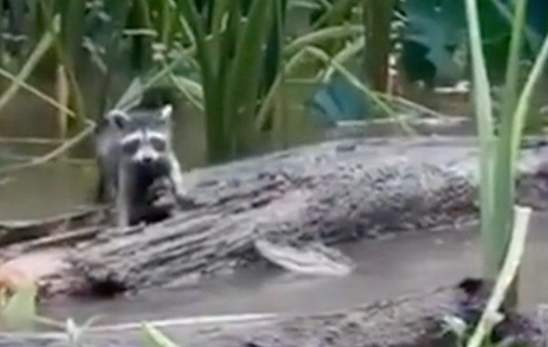 Man waarschuwt wasberen voor krokodil