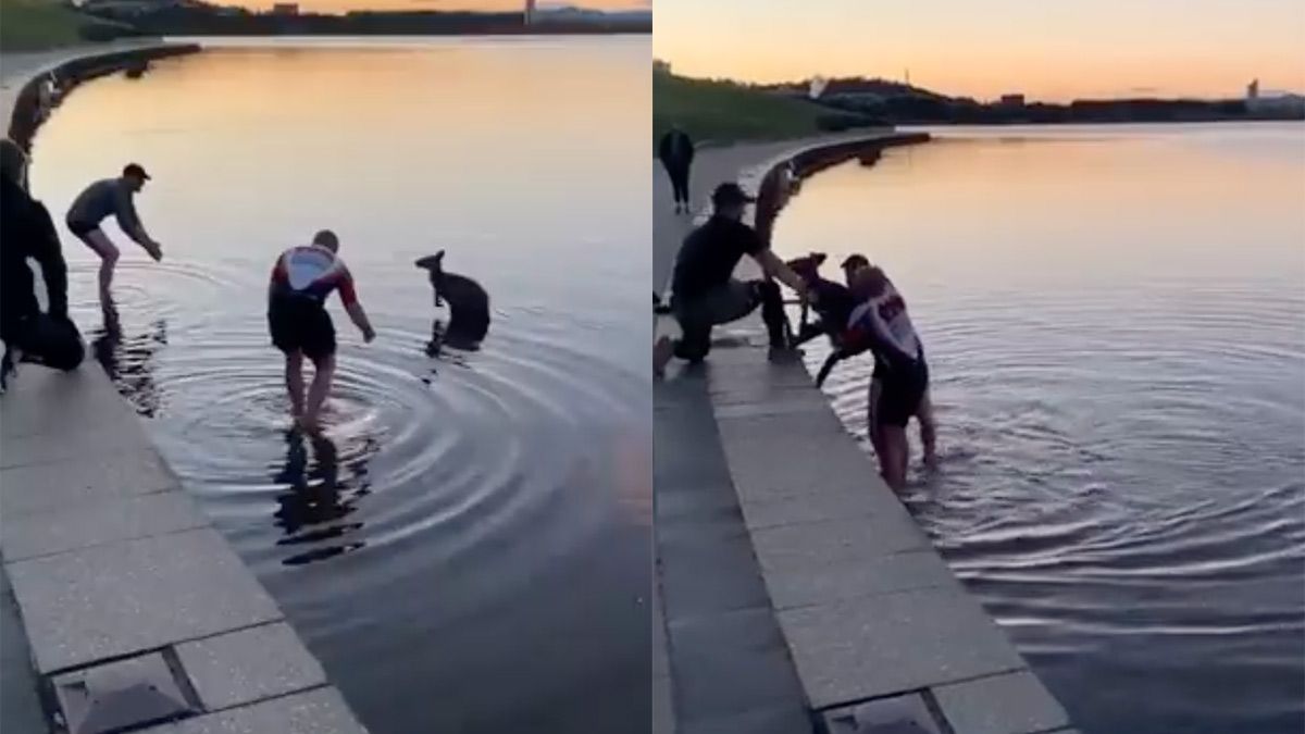 Mannen redden bange kangoeroe uit ijskoud water in Australië
