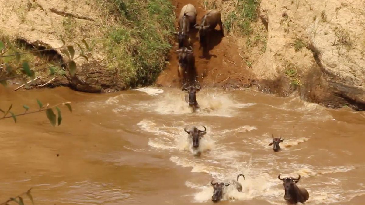 Gnoes moeten rivier in Kenia oversteken, maar krokodil heeft honger