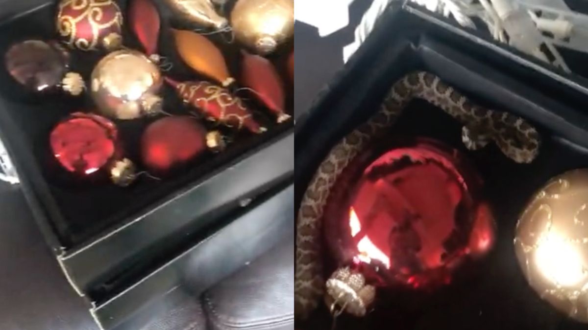 Ratelslang tussen de kerstballen