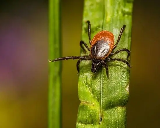 Record number of tick bites reported in the Netherlands this summer