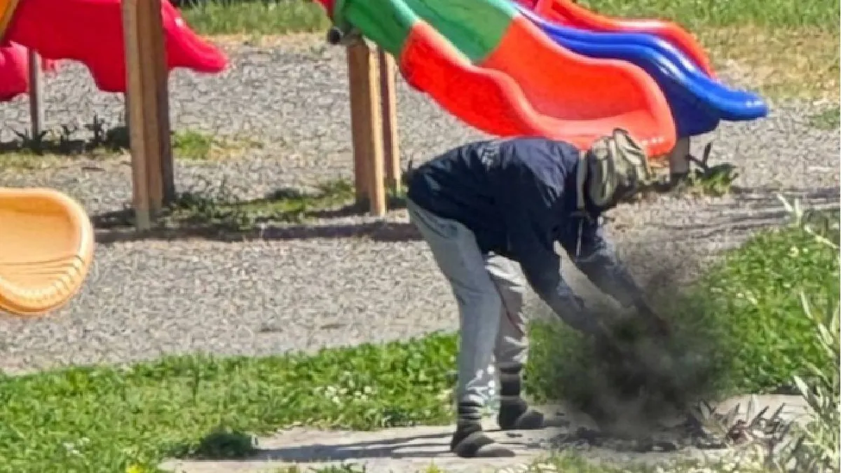 Weerloze Huiskat
