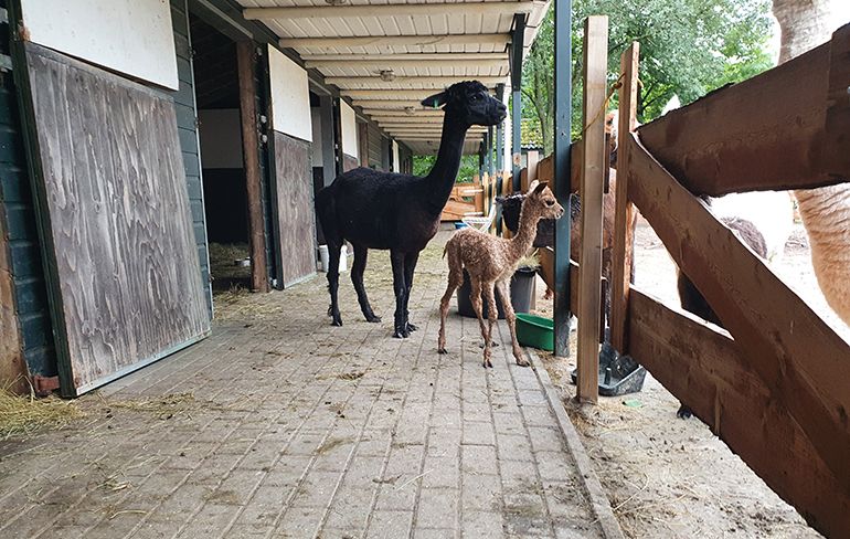Heugelijk alpaca geboortenieuws uit Drenthe: Hoera het is een meisje