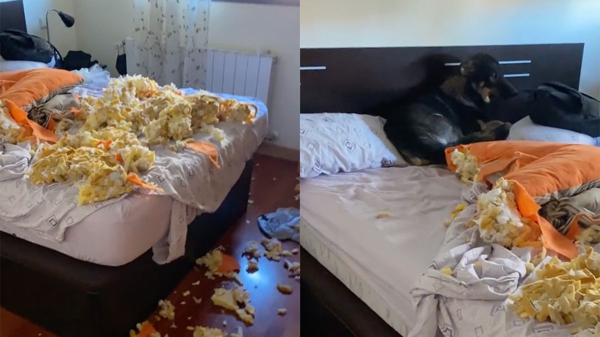 Hond durft zijn baasje niet aan te kijken na maken rotzooi VK Magazine
