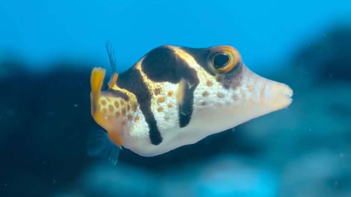 Trailer Puff: Wonders of the Reef, de oceaan door de ogen van een kogelvis