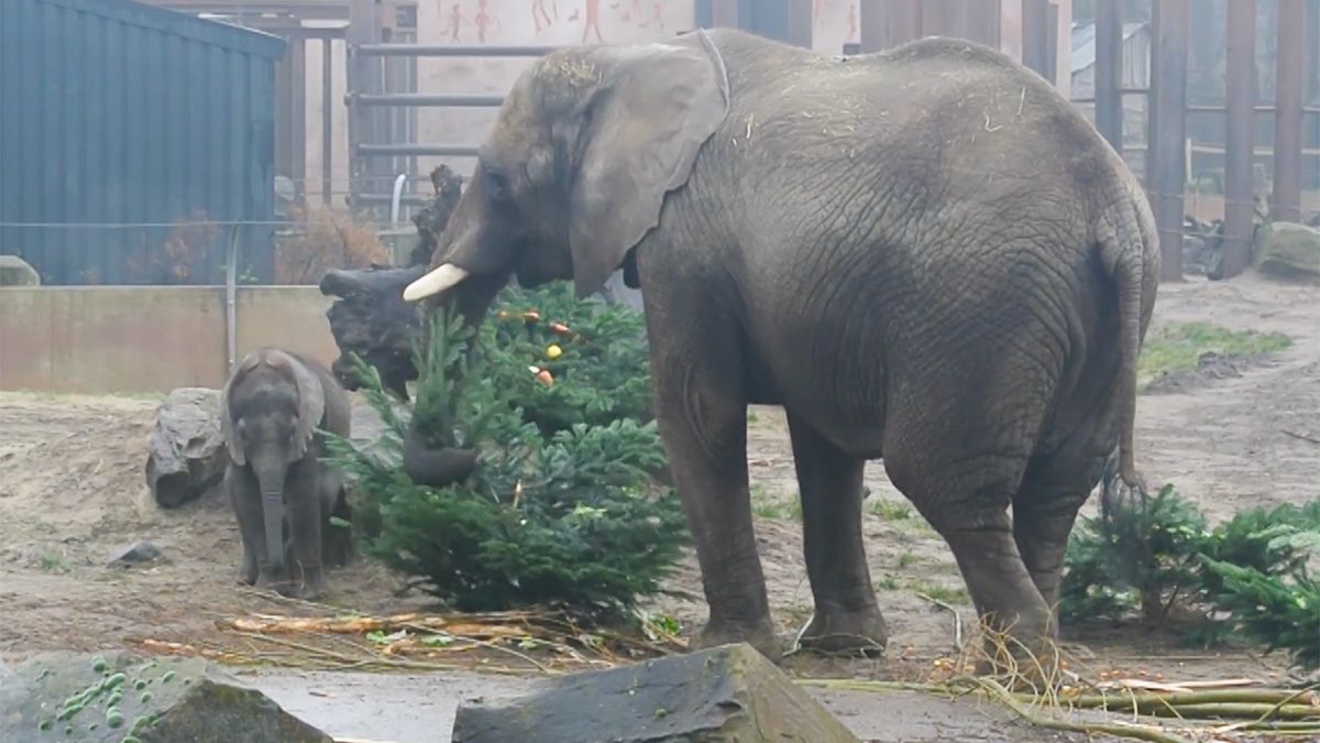 Jonge Afrikaanse olifant Bumi geniet van zijn eerste Kerst in Ouwehands