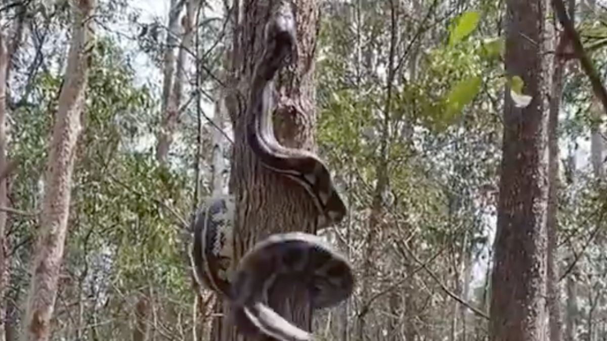 Python klimt met speels gemak een boom in
