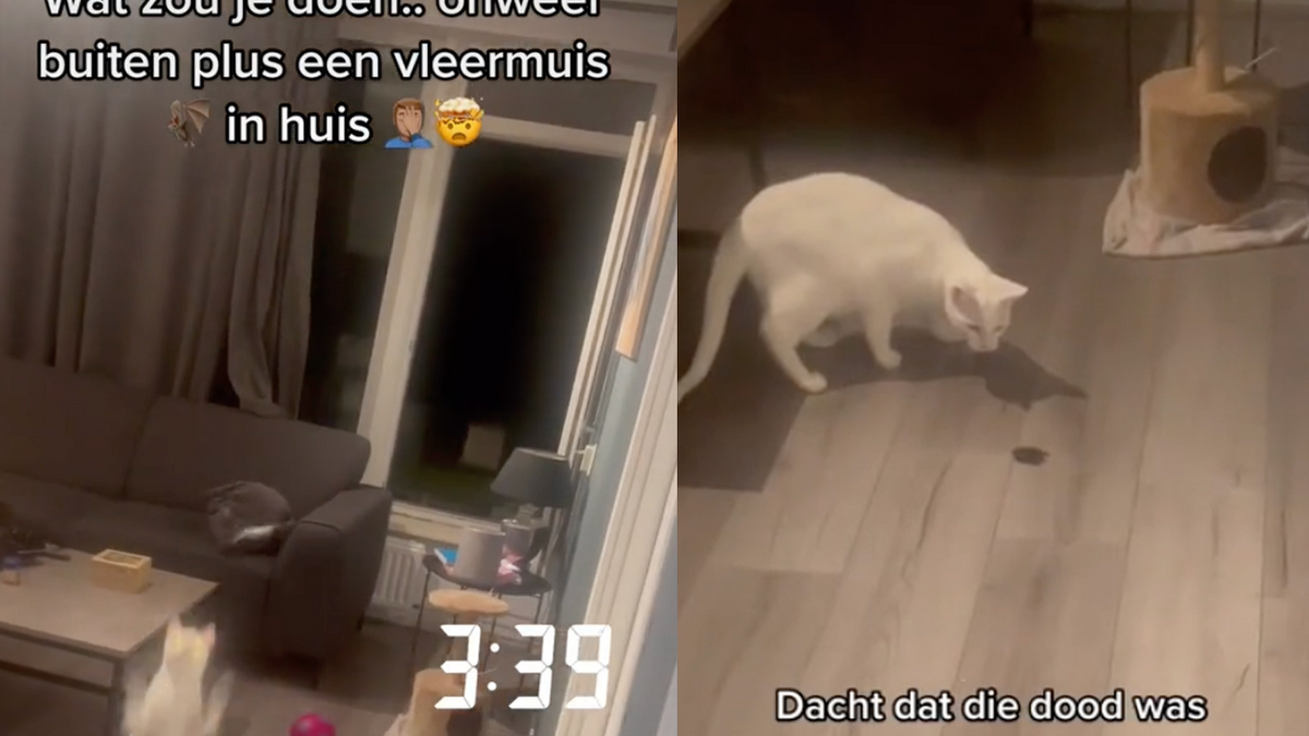 Nederlander met kat krijgt ‘s nachts bezoek van vleermuis VK Magazine Nederlander met kat krijgt ‘s nachts bezoek van vleermuis VK Magazine