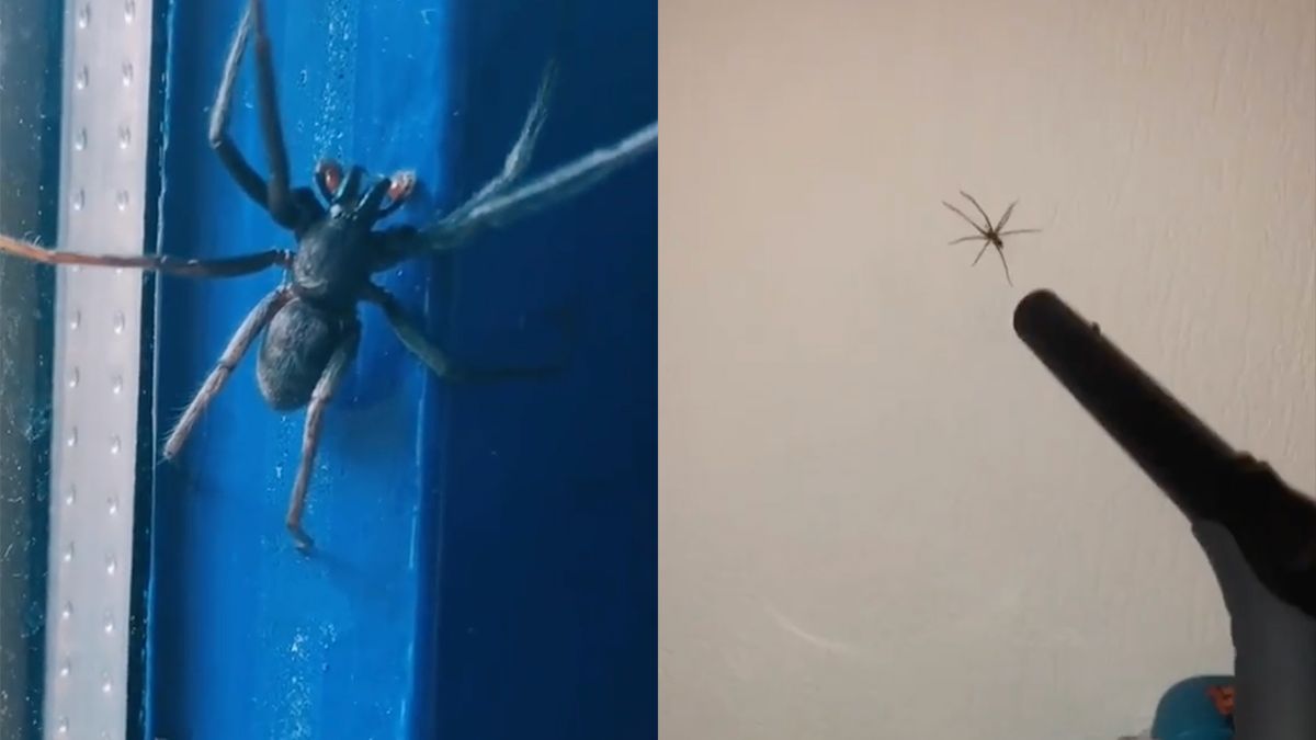Slecht nieuws voor mensen die bang zijn voor spinnen De valse wolfspin woont in Nederland VK Slecht nieuws voor mensen die bang zijn voor spinnen De valse wolfspin woont in Nederland VK