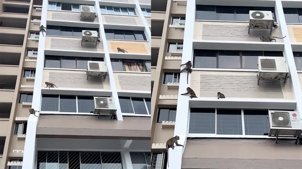 Apen voelen zich thuis op een flat in Singapore | VK Magazine