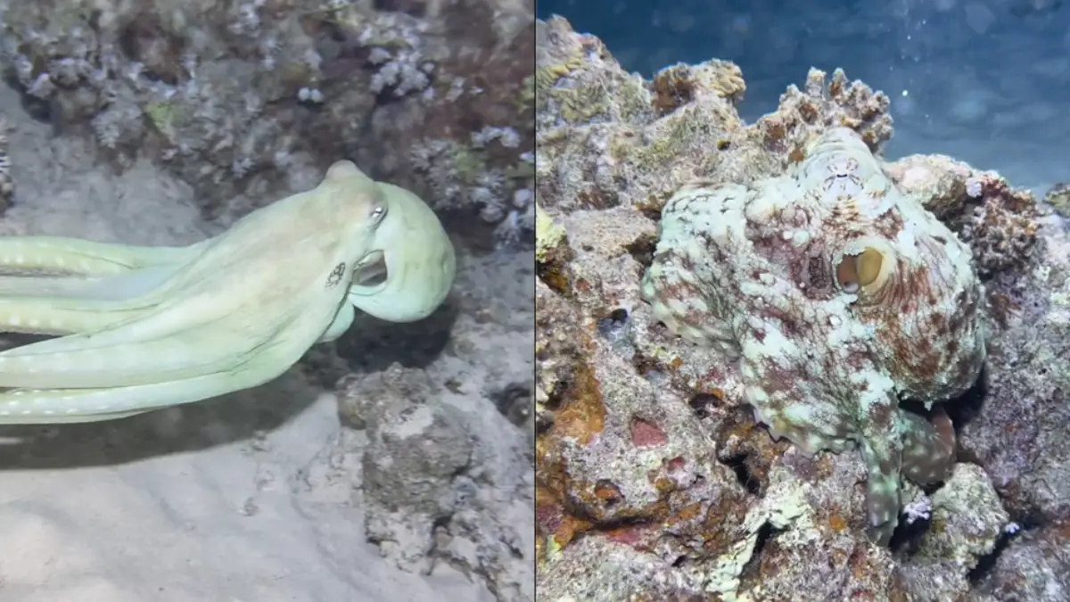 En maar weer eens het bewijs dat octopussen eigenlijk aliens zijn | VK ...