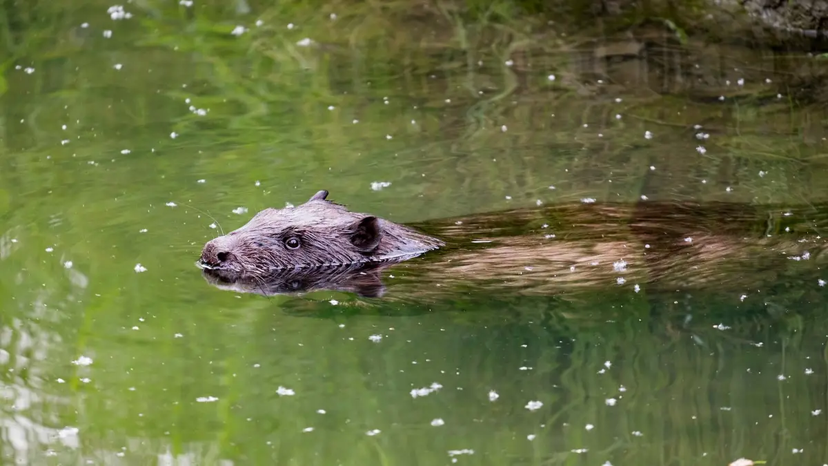 Waarom de bever ook wel een ecosysteem-engineer genoemd wordt | In de ...