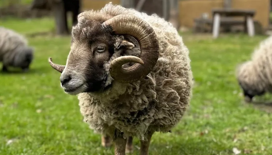 Ijzertijdboerderij In Het Teken Van 'wol'